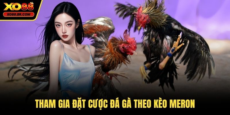 Tham gia đặt cược đá gà theo kèo Meron